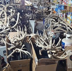 Large Lot of Mule Deer & Elk Antlers – Garage Cleanout – Bulk Lot