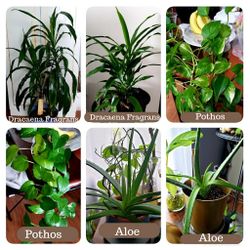 Plants for Sale  