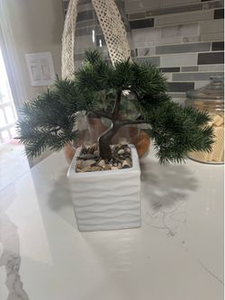 Decorative Plant