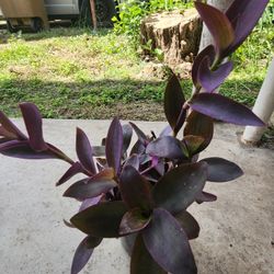 $5 Spiderwort Purple Queen 