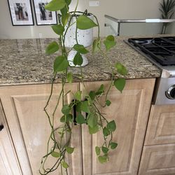 Pothos Plant with Pot