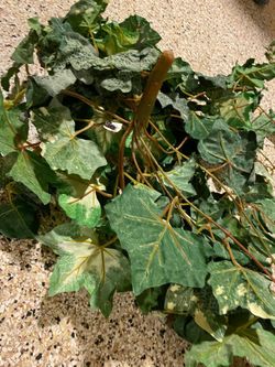 Artificial plant, Ivy