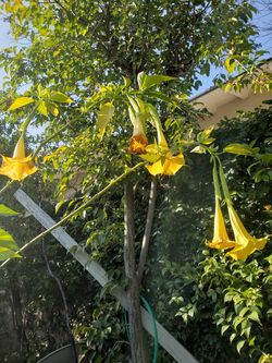 White & Yellow Angel Trumpet Tree