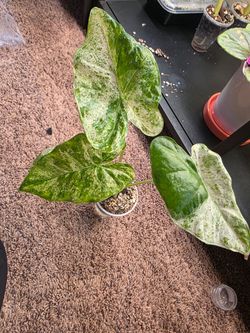 Alocasia Odora Batiq