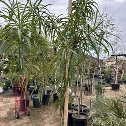 15g Yellow Orleander