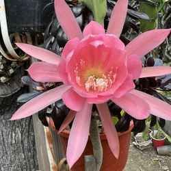 Orchid Cactus