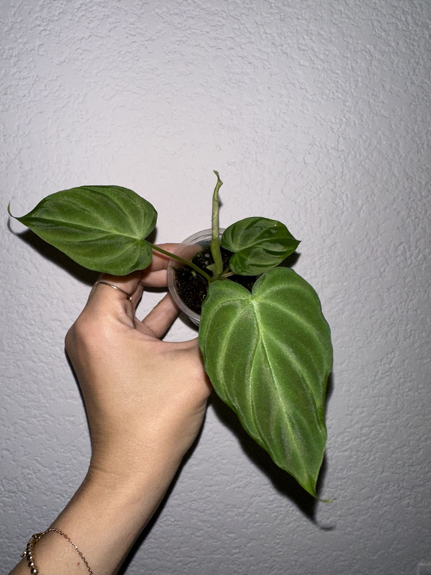 Philodendron Verrucosum