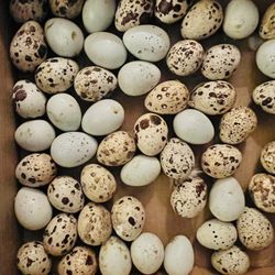 Fresh Organic Quail Eggs ($5/Dozen)