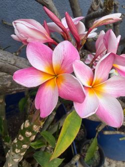 Cutting plumeria
