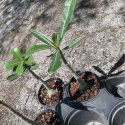 Desert Rose Plants!! $20 Each!! 
