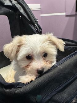 Maltipoo Dog stroller