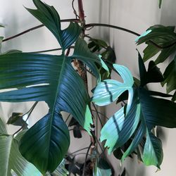 ~6 ft tall Philodendron Florida Green