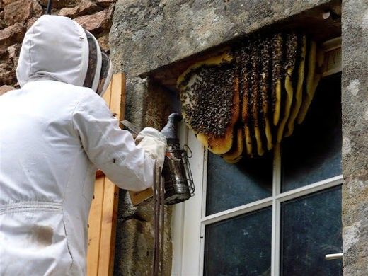 🐝VENTURA CO. BEE REMOVAL🐝