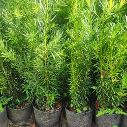 Beautiful Podocarpus Plants For Privacy!!! 3-4 Feet Tall Measurements Over The Pot!! Fertilized 