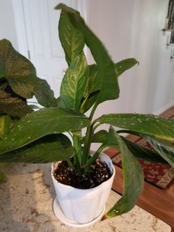 White Premium Sympathy Peace Lily - Indoor Plants House