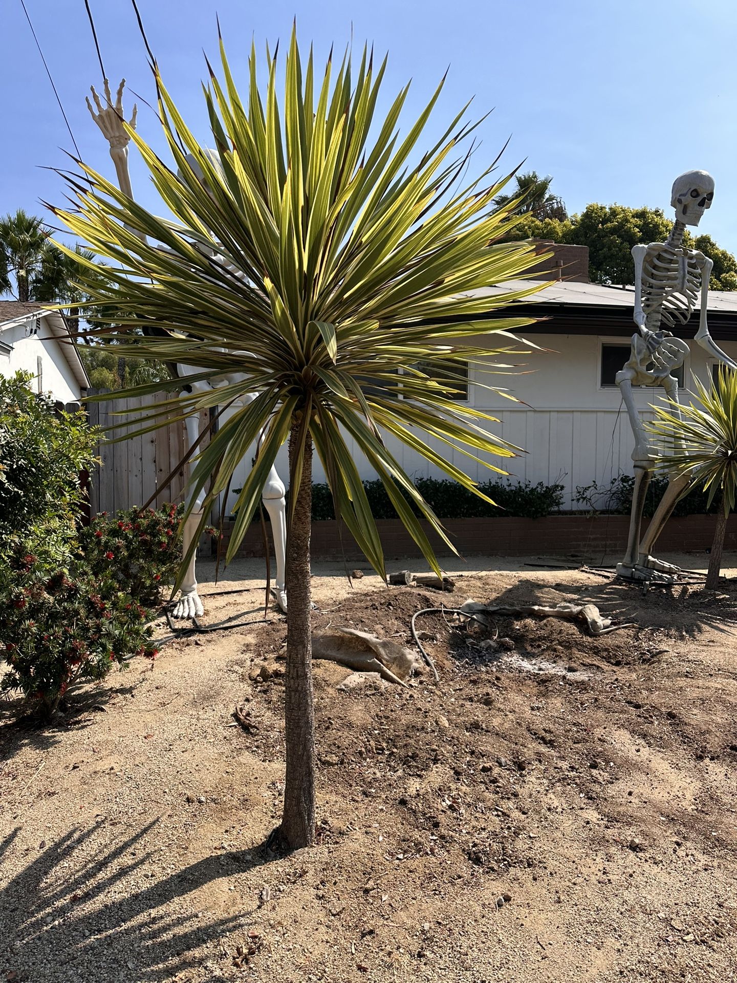 Variegated Cabbage Tree for Sale in Chula Vista, CA OfferUp