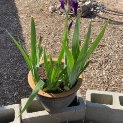 Plant With Purple Flower
