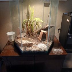 Tank Plus More