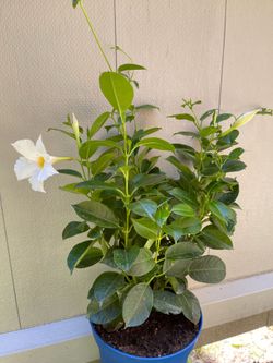 Beautiful White Mandevilla, “Rocktrampet” plant.