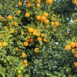 Lemons/limones Juicy Jugoso