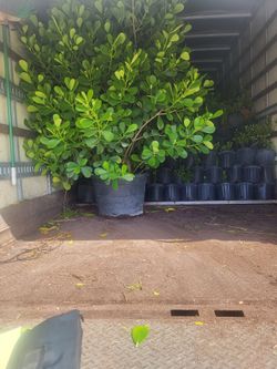 Clusia 25g full
