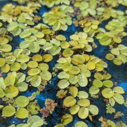 Salvinia-Azolla Floating Plant Mix