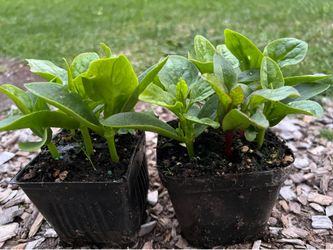 Malabar Spinach Start (Rau Muống Tơi)