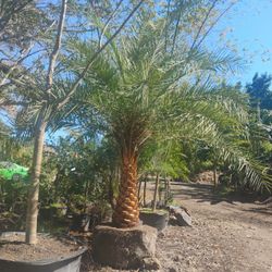Sylvester Palm Trees Sale! $200 Per Ft. Of Trunk 