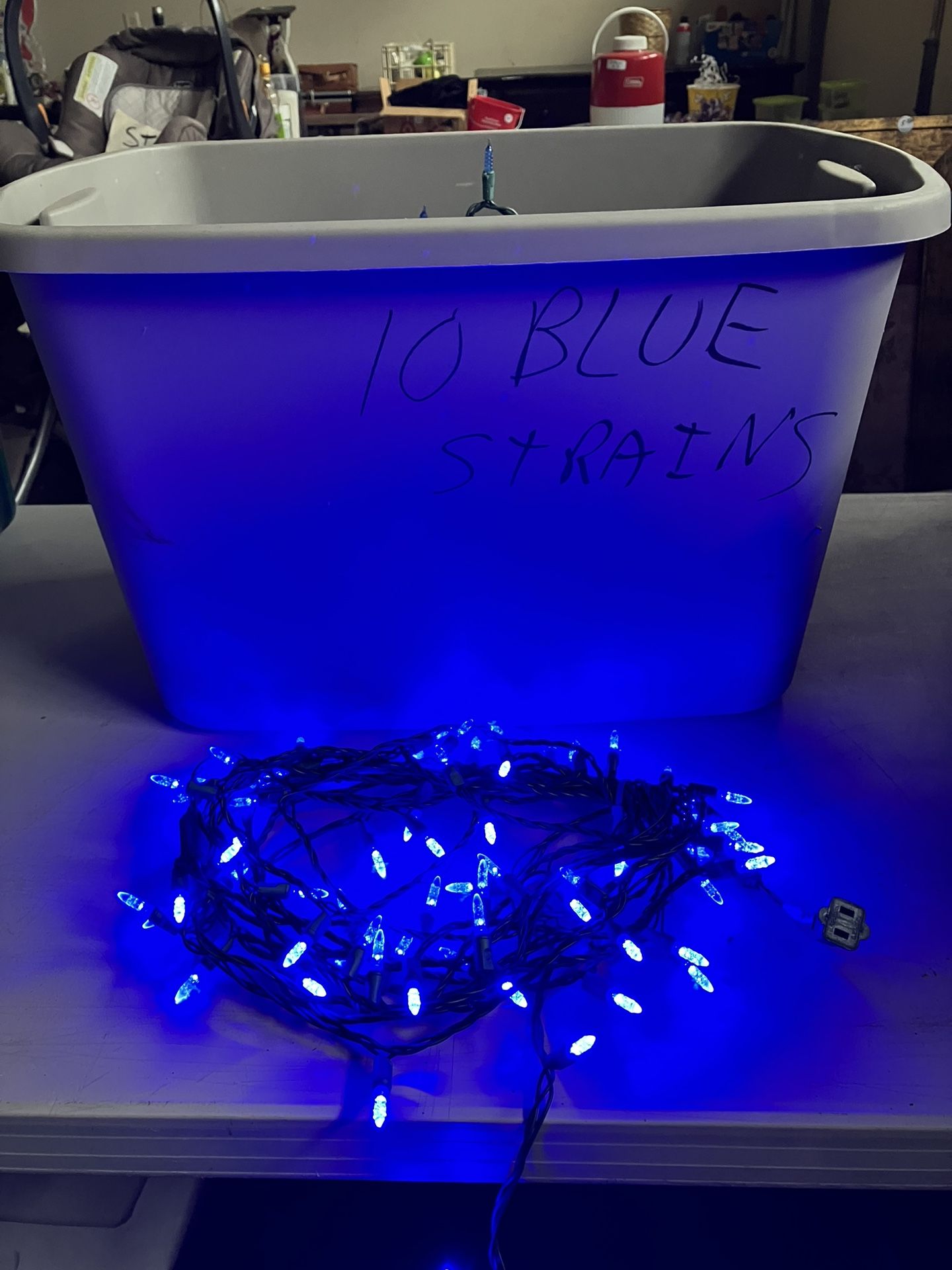 Blue LED lights 100 Per Strand