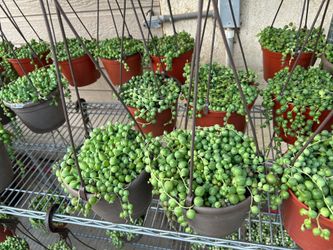 Hanging succulent 7$ each