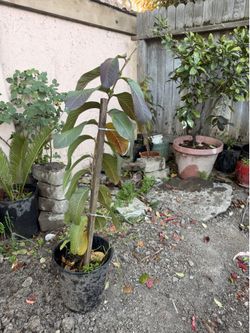 Guava fruit tree