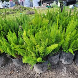Fox Tail Ferns  3 gallons