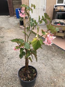 Begonias De Venta Plantas Grandes 
