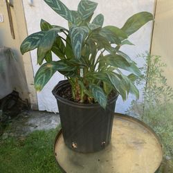 Indoor Plant