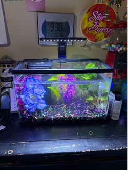 5 gallon fish tank with light and filter