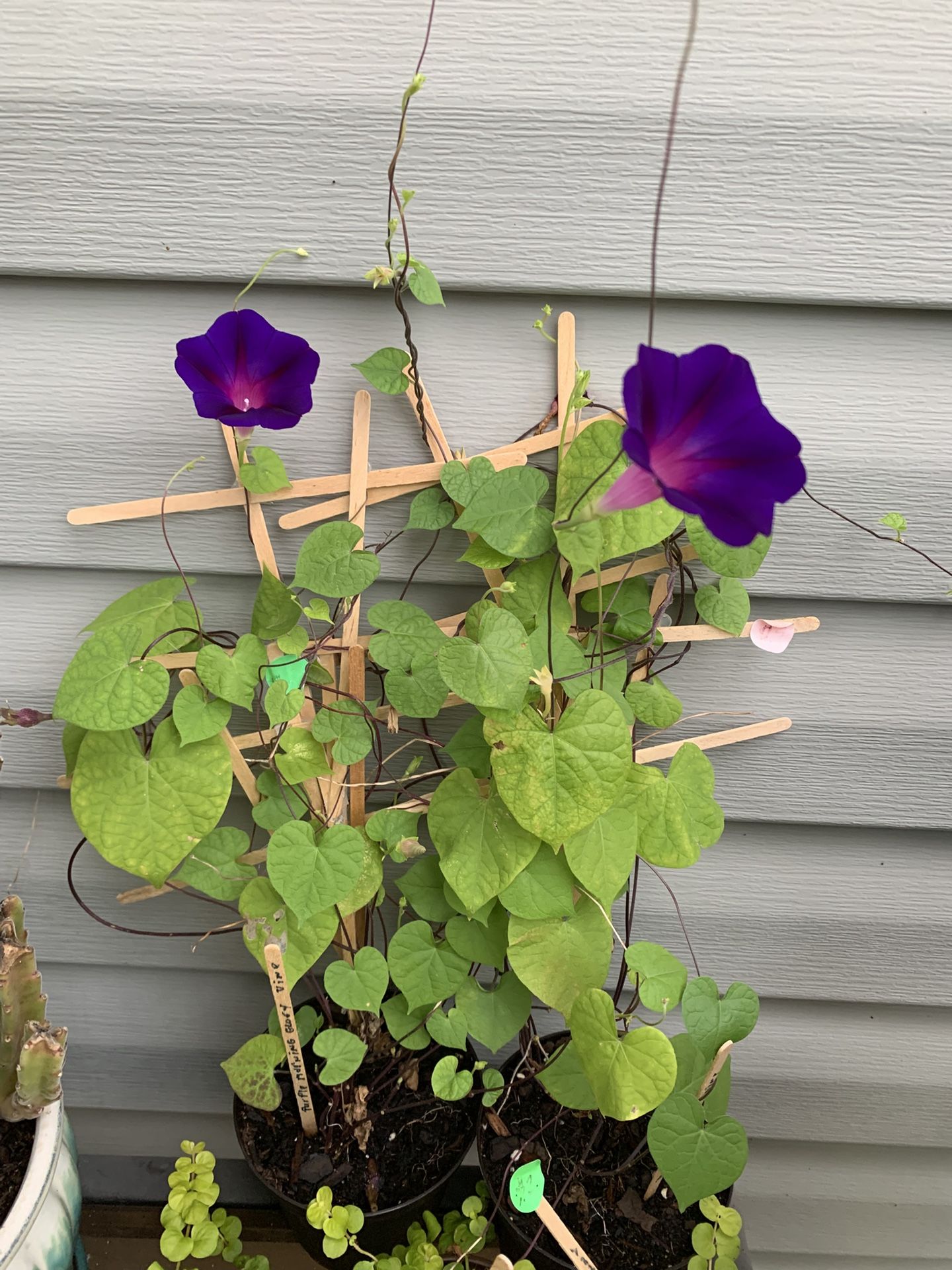 1 Medium Morning Glory Vine W/ Purple Flowers, Comes Back Every Year, Can Be Trimmed To Stay In Pot, Winter Hardy