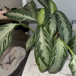 Chinese evergreen plant
