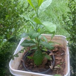 Lemon Tree For Sale  10 Inc