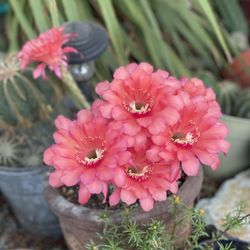 Cactus With Pink flower