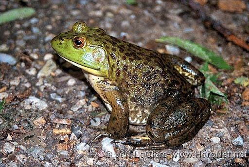 Bullfrog