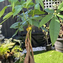 Money Tree Plant