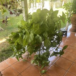 Anaheim Large Plant