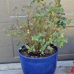ROSE BUSH. IN. POT