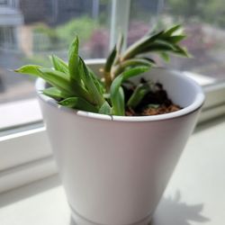 Succulent Houseplant Live