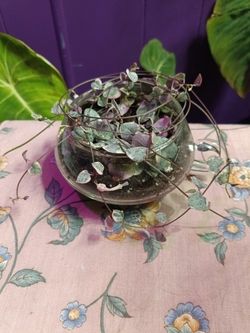 Blooming Variegated String Of Hearts 