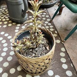 Panda Plant (Kalanchoe tomentosa) – Fuzzy Succulent in Basket