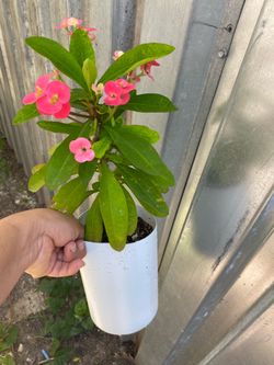Corona de cristo planta natural$7🪴