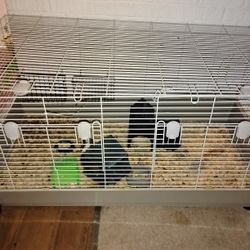 Cage And All 