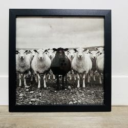 Black Sheep Print 10x10