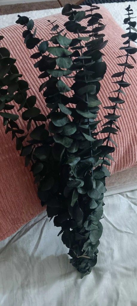 Eucalyptus Branch